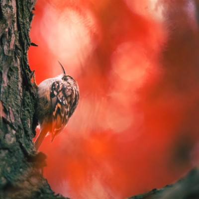 Környezetvédelem képekben