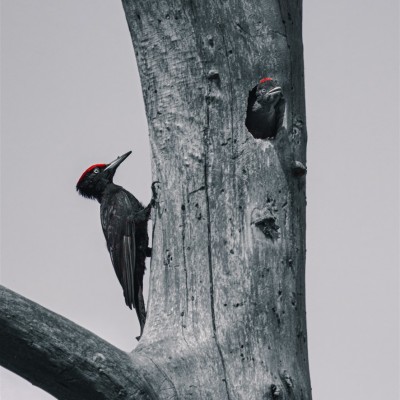 Környezetvédelem képekben