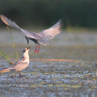 Környezetvédelem képekben