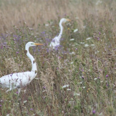 Környezetvédelem képekben