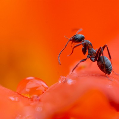 Környezetvédelem képekben