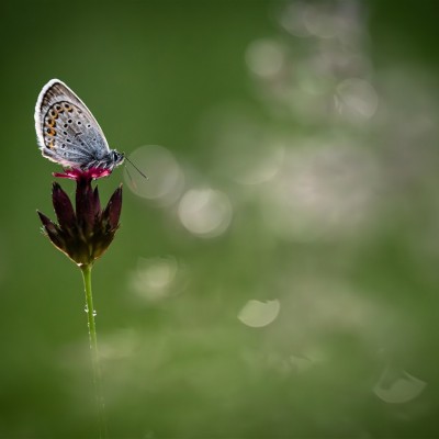 Környezetvédelem képekben